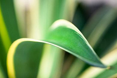 与Epic讼案判决结果出炉后 苹果公司股价下跌3%